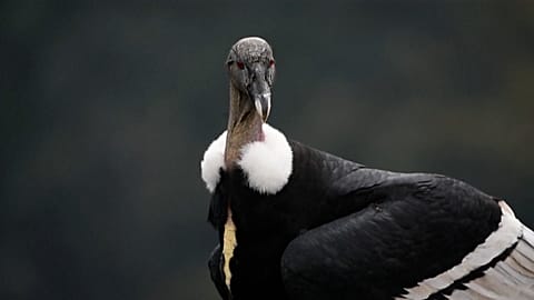 Colombian Condor