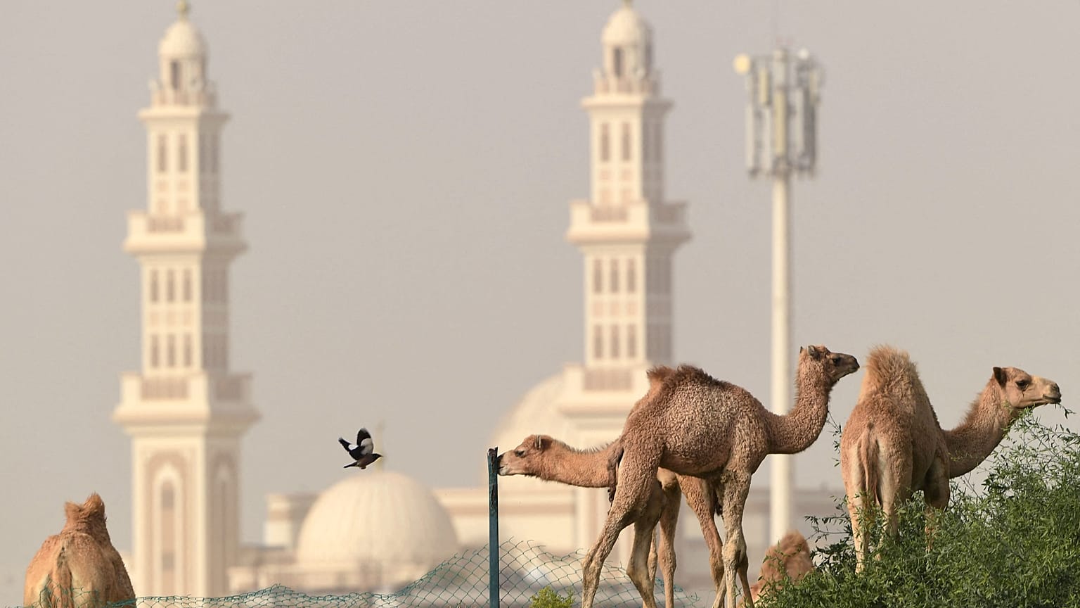 جمال ترعى في مدينة دبي الإماراتية