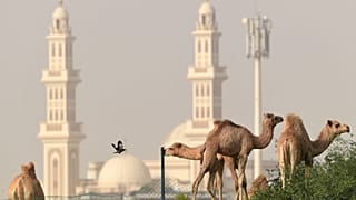 جمال ترعى في مدينة دبي الإماراتية