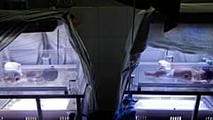 Premiere in Frankreich: Mit fremdem Uterus zum Babyglück