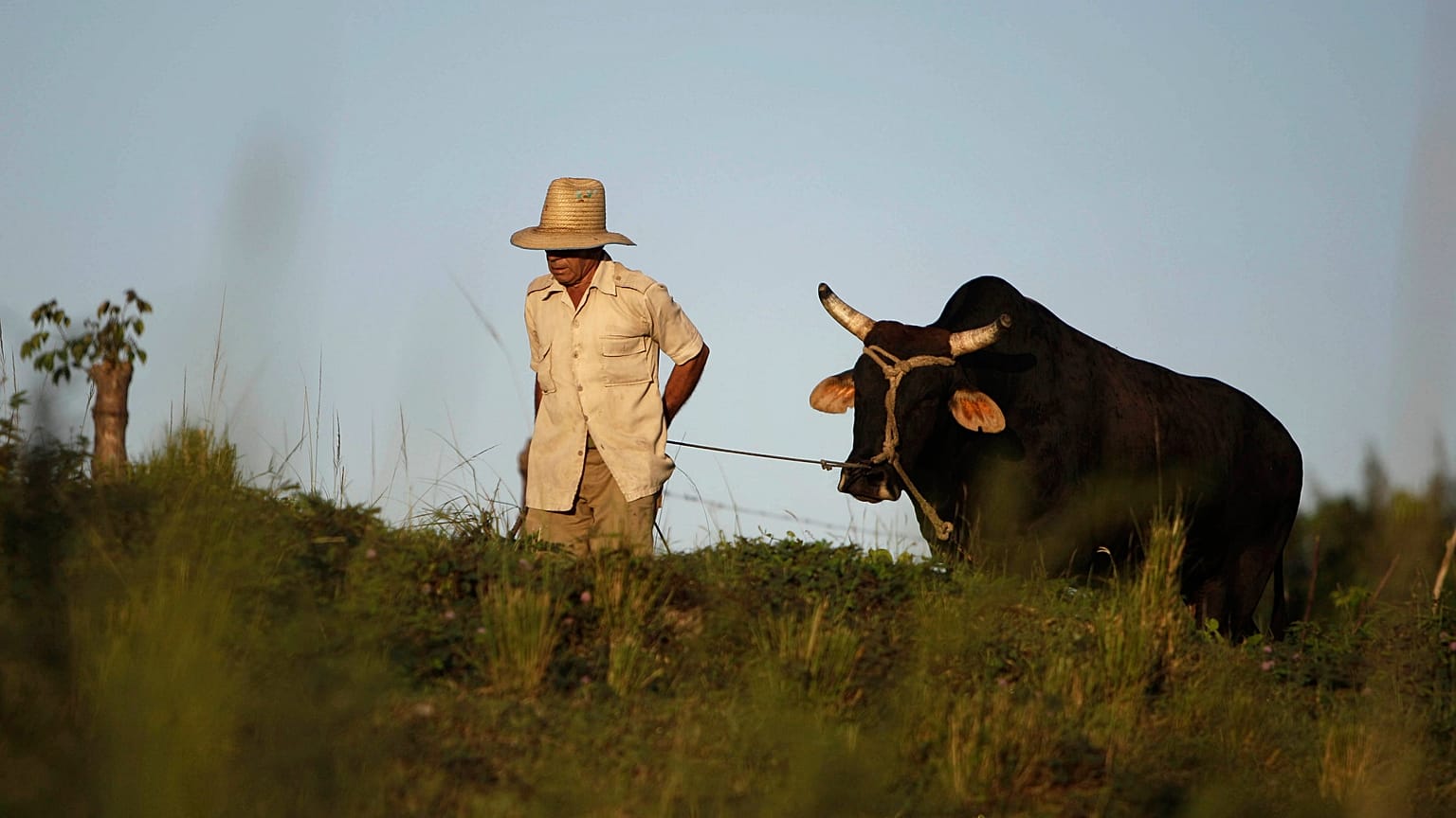 Un campesino camina llevando un buey con una soga por un campo cubano.