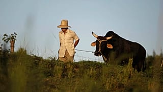 Un campesino camina llevando un buey con una soga por un campo cubano.