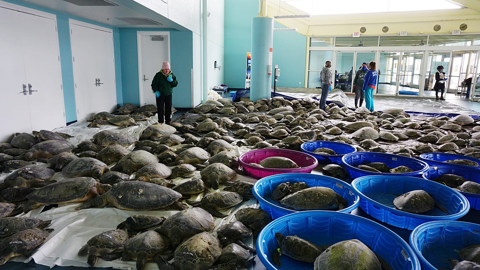 Thousands of Atlantic green sea turtles and Kemp's ridley sea turtles suffering from cold stun are laid out to recover 