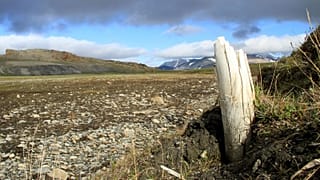 Photo obtenue le 17 février 2021 par le magazine Nature montrant une défense de mammouth laineux émergeant du pergélisol sur l'île Wrangel, dans le nord-est de la Sibérie