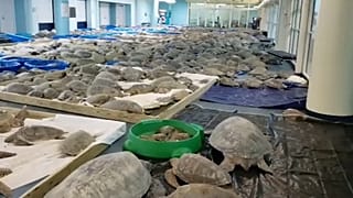 Тысячи морских черепах, спасённые от холода на юге Техаса