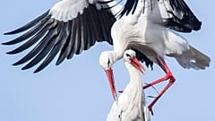 Storch Fridolin und Partnerin Mai