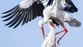 Storch Fridolin und Partnerin Mai