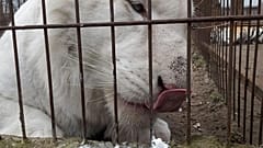 Mohini, a fehér hótigris a Magán Zoo állatkertben született, alig több mint két éve