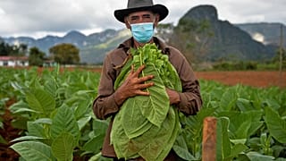 Eduardo Hernandez, restaurant owner and tobacco cultivator, works his land in Vinales, Cuba