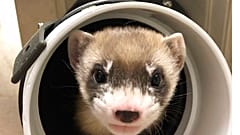 Elizabeth Ann, el simpático clon de hurón de patas negras para salvar a su especie