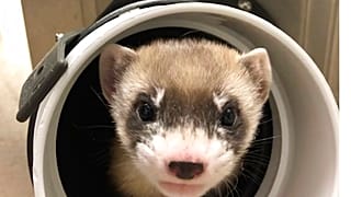 Elizabeth Ann, el simpático clon de hurón de patas negras para salvar a su especie