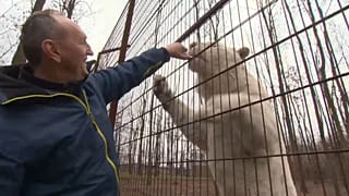Tibor com um dos seus tigres brancos