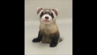 STILL of cloned ferret at 68 days old