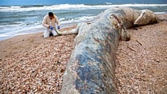 Der tote Gigant am Strand von Ashkelon