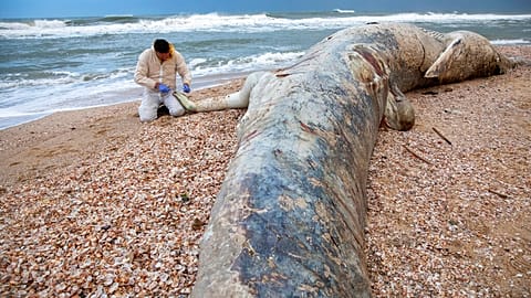 Der tote Gigant am Strand von Ashkelon