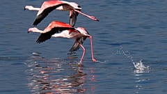 Flamingók a Larnaca-tónál Cipruson