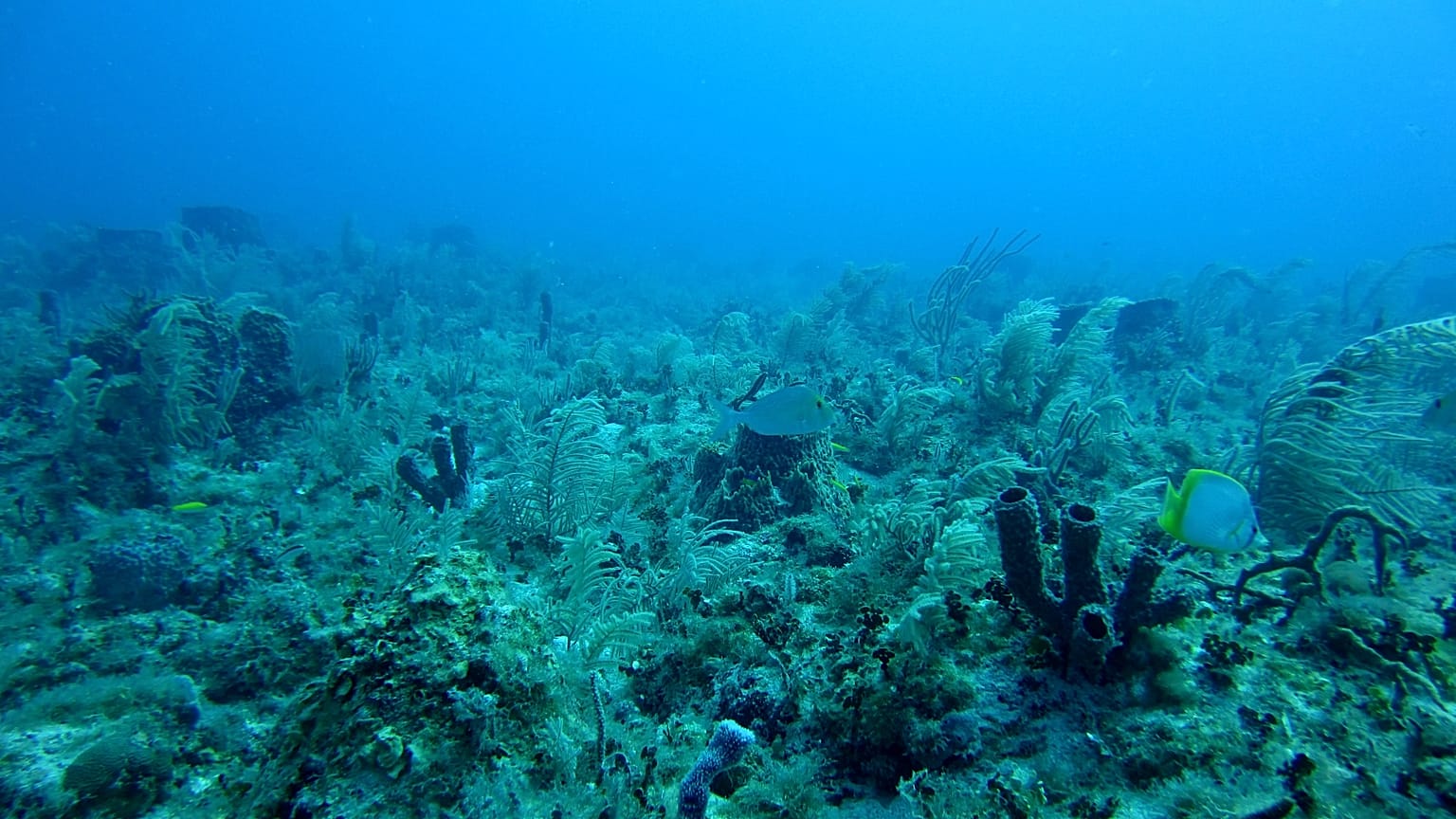 Only 80 per cent of the ocean floor has been mapped.