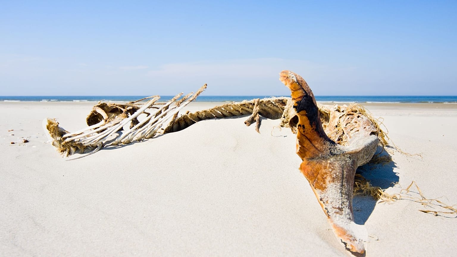 The skeleton of a dead harbour porpoise. The species is Germany's 'only native whale'.