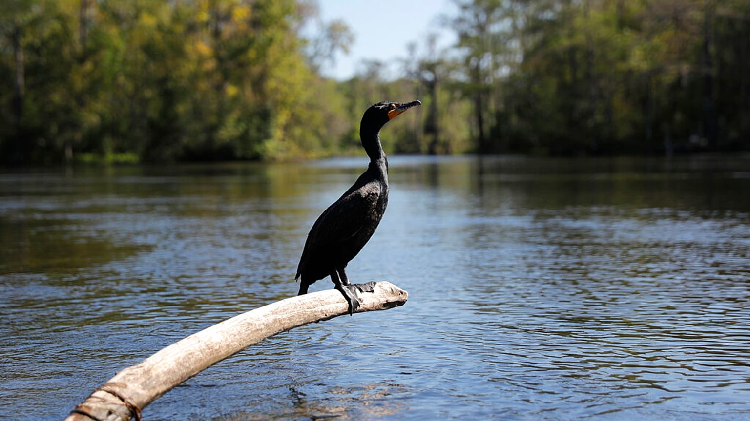 Kárókatona Floridában