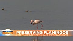 Flamingo feeding in Larnaca Salt Lake in Cyprus