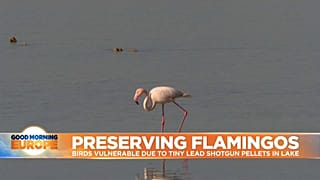 Flamingo feeding in Larnaca Salt Lake in Cyprus