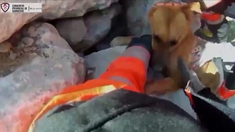 Spain dog rescue