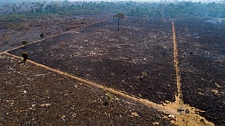 La forêt amazonienne
