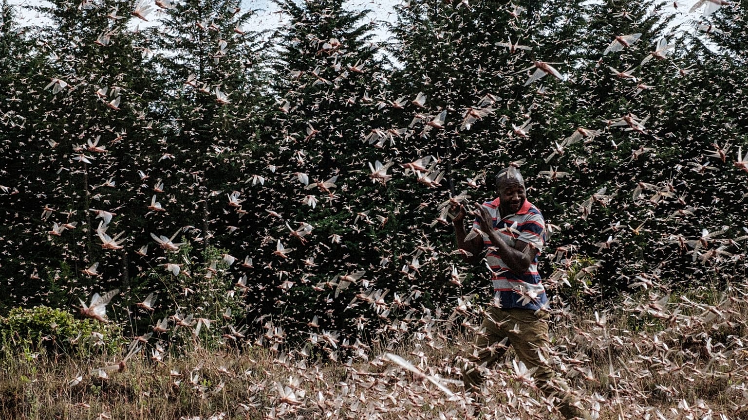 Locusts swarm Kenya
