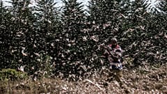 Locusts swarm Kenya