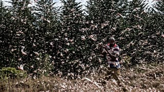 Locusts swarm Kenya