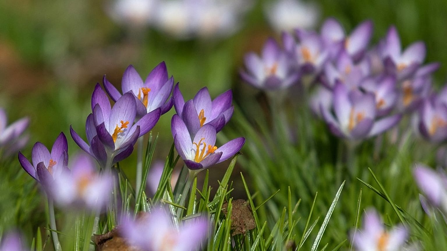Krokusse in Berlin Kreuzberg am 23. Februar 2021