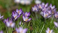 Krokusse in Berlin Kreuzberg am 23. Februar 2021