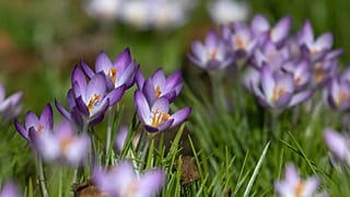 Krokusse in Berlin Kreuzberg am 23. Februar 2021