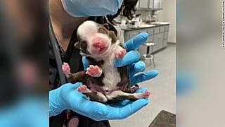 6 bacaklı yavru köpek