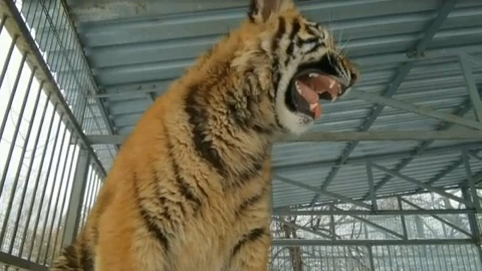 "A kölyöktigris nem beteg, csak szeretethiányos"