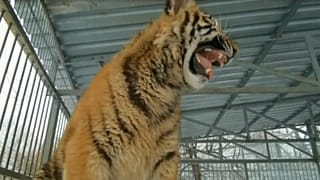 "A kölyöktigris nem beteg, csak szeretethiányos"