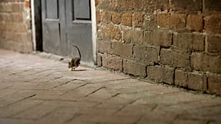 جرذ في نيو أورلينز الأميركية 
