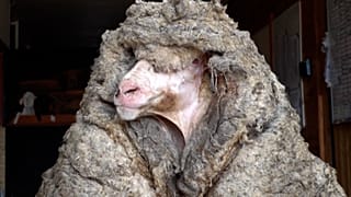 Endlich befreit: Schaf schleppte 35 Kilo Wolle mit sich herum
