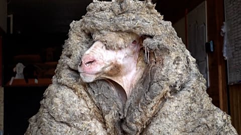 Australia sheep 