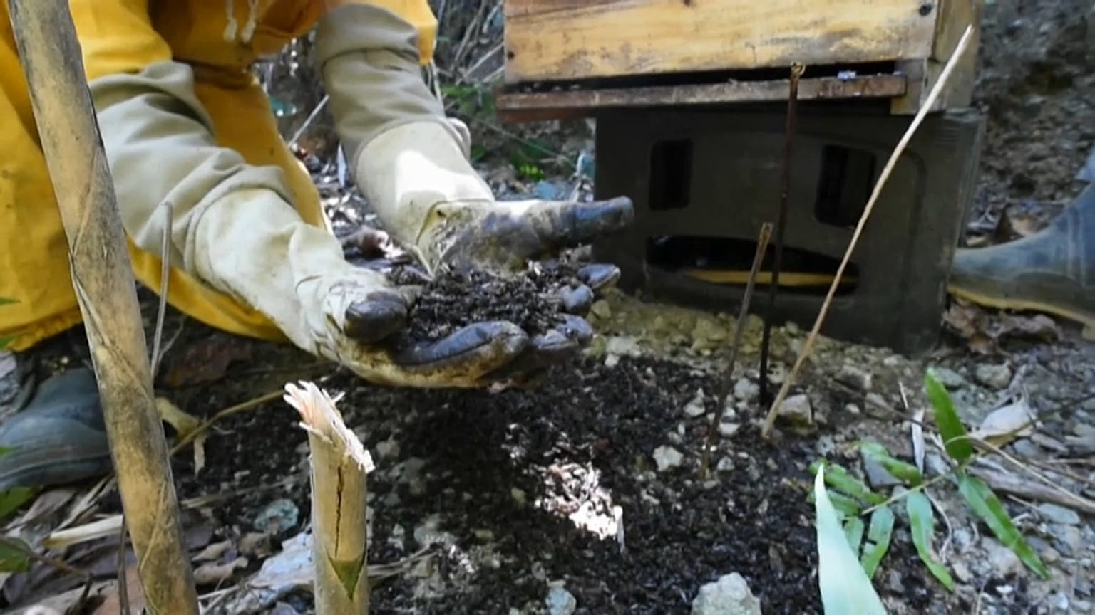 Un apicultor recoge las abejas muertas de su enjambre