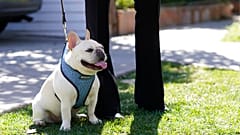Eine französische Bulldogge an der North Sierra Bonita Ave., Los Angeles, USA, 25.02.2021 