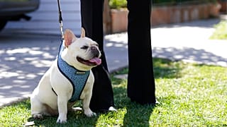 Eine französische Bulldogge an der North Sierra Bonita Ave., Los Angeles, USA, 25.02.2021