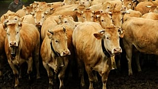İspanya'da limanda tutulan 850'yi aşkın sığırın durumlarının oldukça kötü olduğu söyleniyor.