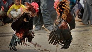 Hindistan'da horoz dövüşü