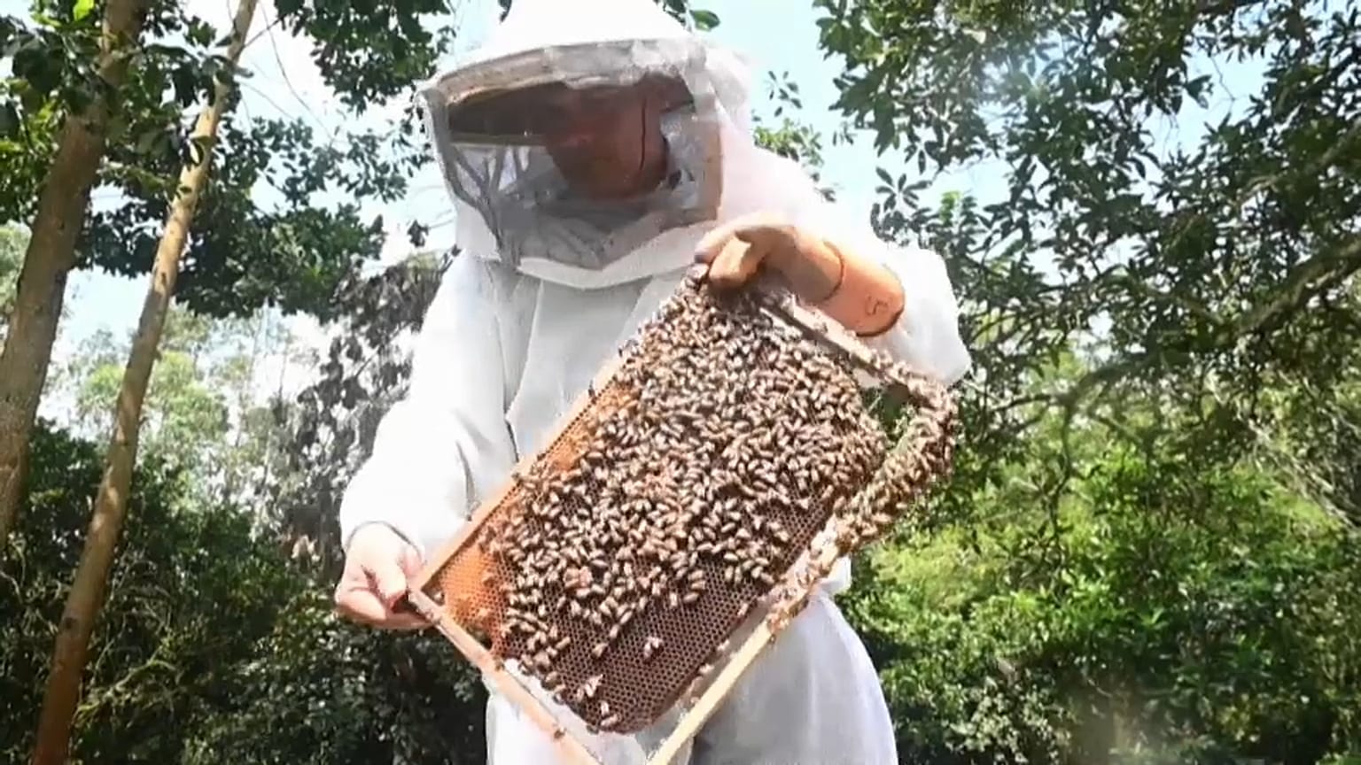 Apicultor em Quindío, Colômbia