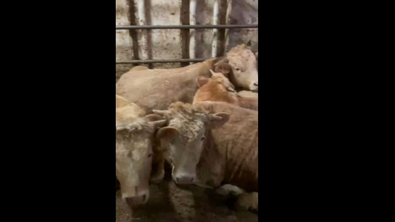 Imagen recogida con un teléfono móvil de los terneros a bordo del buque Karim Allah