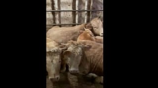 Imagen recogida con un teléfono móvil de los terneros a bordo del buque Karim Allah