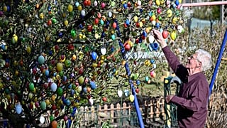 Reichlich geschmückter Osterbaum (Aufnahme aus dem Jahr 2020)