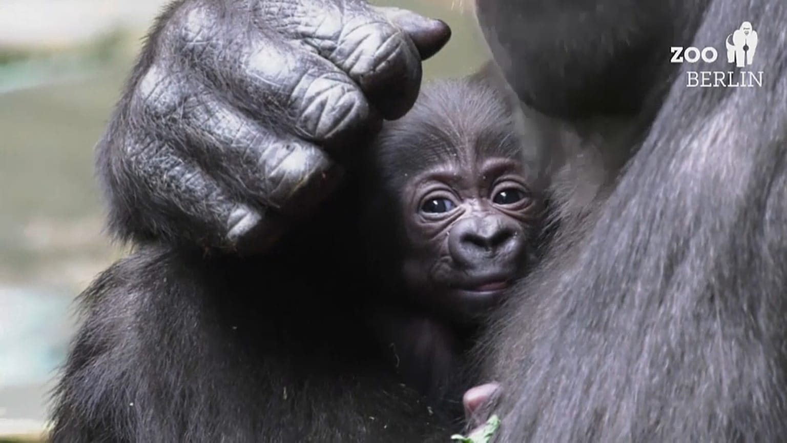 Gorillamama Bibi und ihre noch namenlose Tochter
