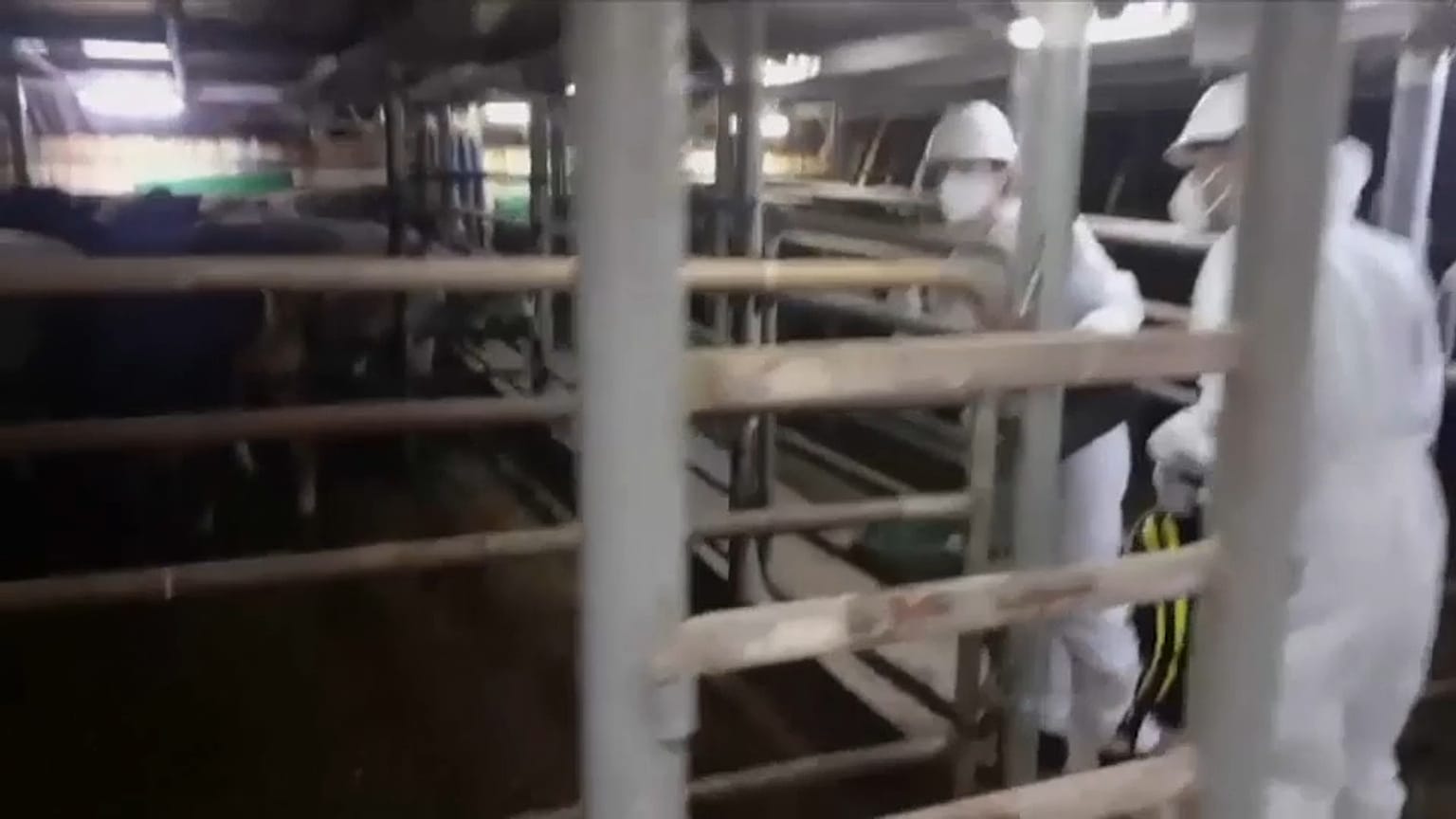 Veterinarios inspeccionando a los terneros en el buque Karim Allah (Captura de pantalla)